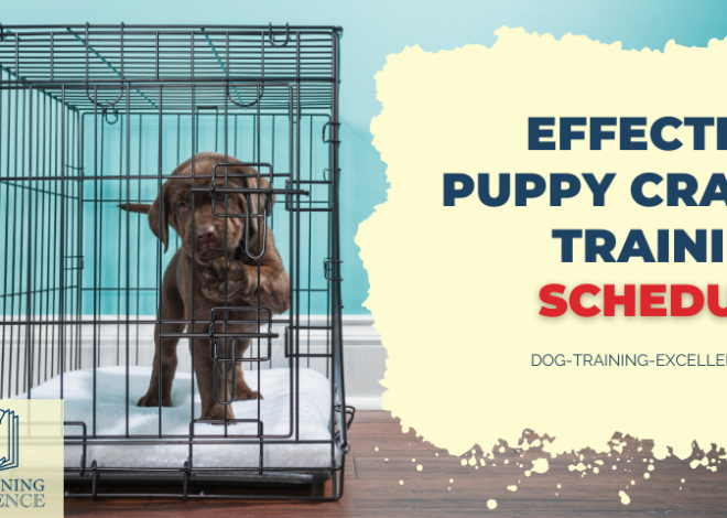 Dog Crate Training Schedule: A Simple Daily Plan for Faster Success