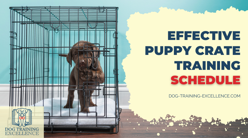 Dog Crate Training Schedule: A Simple Daily Plan for Faster Success